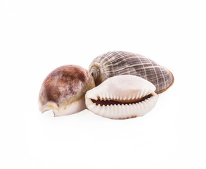 Sea shell on white background