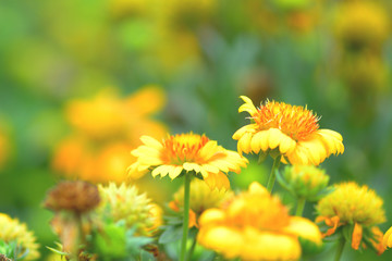 Fototapeta premium beautiful spring flowers in garden nature background