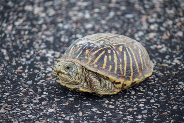 A small box turtle rests on a  paved surface.
