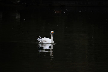 White swan