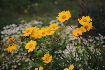 Yellow flowers