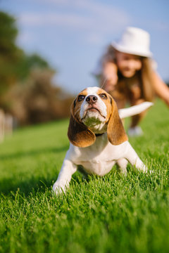 Dog On Green Meadow. Beagle Puppy Walking