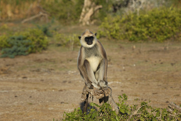 ハイイロオナガザル