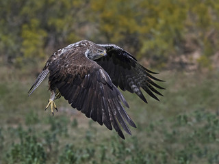 Bonellis eagle (Aquila fasciata)