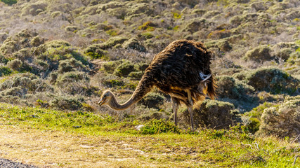 Ostrich searching for food at Cape Point Nature Reserve on the Cape Peninsula in the Western Cape of South Africa