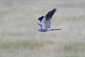Montagus harrier (Circus pygargus)