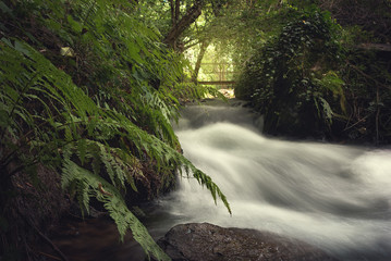 River in full flowing between the rocks and dense vegetation