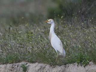 Cattle egret (Bubulcus ibis)