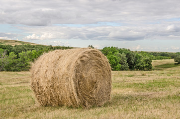 One Round Bale of Hay