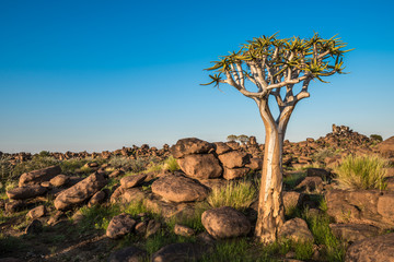 The quiver tree, or aloe dichotoma, Keetmanshoop, Namibia