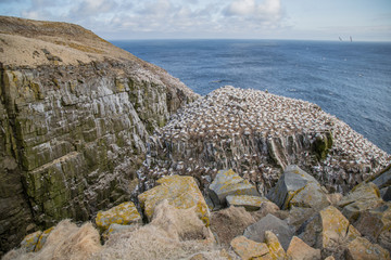Gannets on Cliffside by the Sea - 168011753