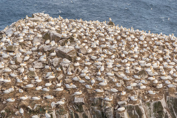 Gannet Birds on Cliffside - 168011988