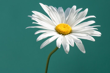 White chamomile on neutral green  background. Daisy flower.