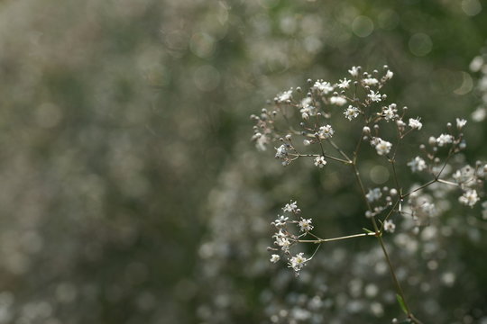 Gypsophila in the garden