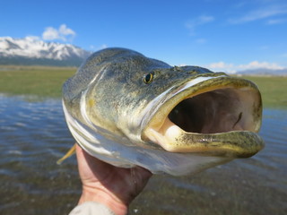 Fishing - fish mouth