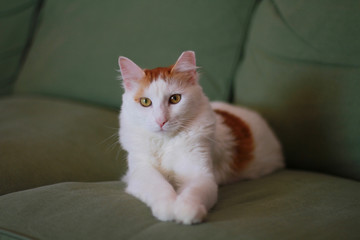 A young cat sitting pretty on a green couch .