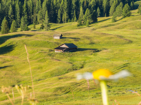 Meadows at high altitudes forming gentle hills. Dolomites, Alta Badia, Sud Tirol, Italy