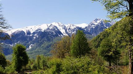 Mountain landscape with trees and alpine meadows.