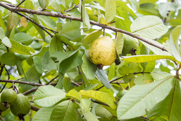 Ripe and raw guava on guava tree.