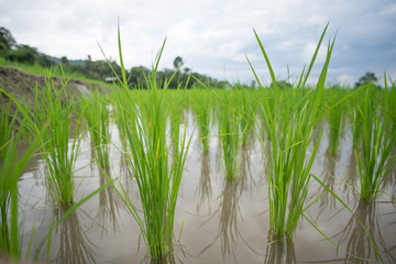Obraz premium Close up of rice plant on the stepped terrace.