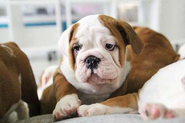 the young puppy of the English bulldog