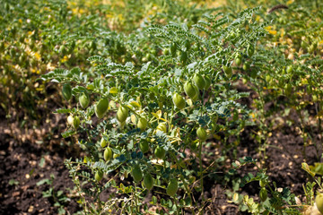 Chickpeas