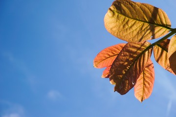 leaves tree on blue sky
