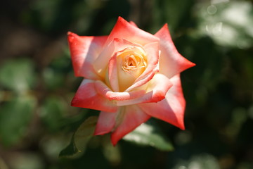 Beautiful roses in the garden