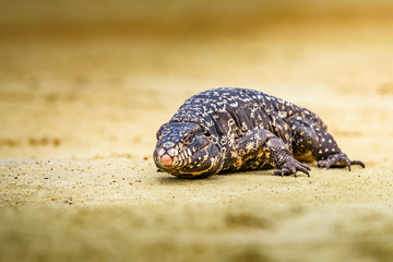 Monster" , Tupinambis merianae