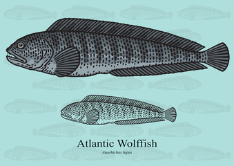Atlantic Wolffish. Vector illustration for artwork in small sizes. Suitable for graphic and packaging design, educational examples, web, etc. © nikolaynachkov