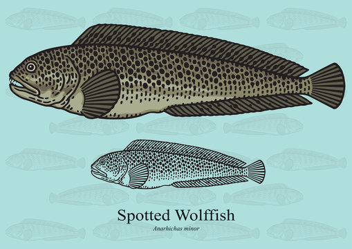Spotted Wolffish. Vector illustration for artwork in small sizes. Suitable for graphic and packaging design, educational examples, web, etc.