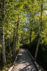 trail