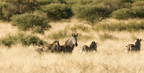 Obraz na płótnie Canvas A group of zebra's standing in the tall grass in the Kalahari desert in the Northern Cape Province of South Africa