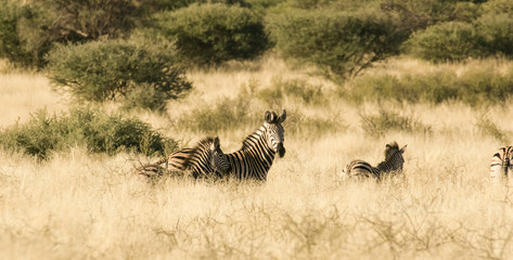 A group of zebra's standing in the tall grass in the Kalahari desert in the Northern Cape Province of South Africa