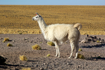 Fototapeta premium Llama (lama glama)