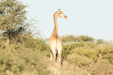 Naklejka na ściany i meble A big Giraffe bull walking between the trees in the Kalahari region in the Northern Cape Province of south africa