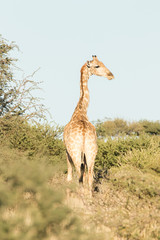 A big Giraffe bull walking between the trees in the Kalahari region in the Northern Cape Province of south africa