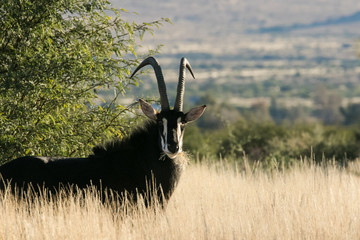 A lone trophy Sable bull walking in the grassland in the kalahari region in the northern cape...