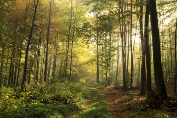 Light rays autumn fall forest landscape ./ Kashubia,Poland