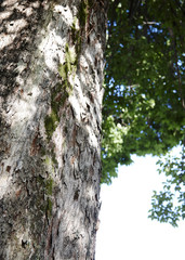 Obraz premium セミ