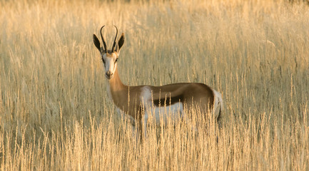 Adult Springbuck ram standing in the field in the kalahari region in the northern cape province of...