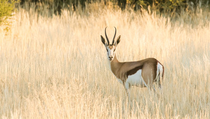 Naklejka na ściany i meble Adult Springbuck ram standing in the field in the kalahari region in the northern cape province of south africa