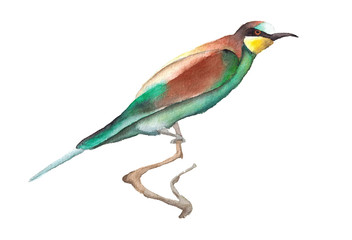 Watercolor hand drawn illustration of bee-eater bird on a branch isolated on white art