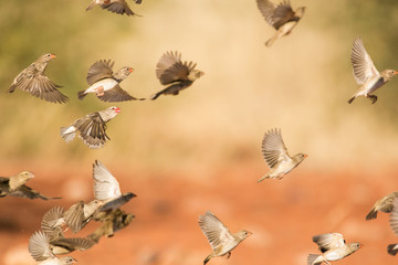 Large flock of red billed weaver birds flying around a water hole on a warm sunny day in the kalahari desert in the northern cape province in south africa.