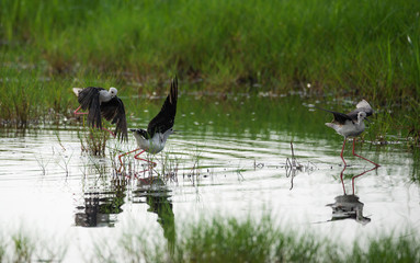 Black-winged stilt birds