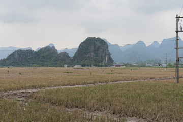 Fototapeta na wymiar Reisfelder im Gebirge in Vietnam, Hanoi 