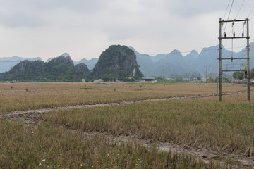 Reisfelder im Gebirge in Vietnam, Hanoi 