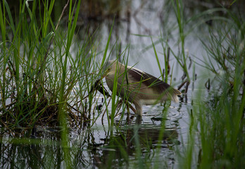Pond Heron