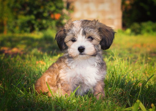 havanese puppies playing
