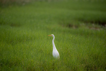 Fototapeta premium Great White Egret in a green field